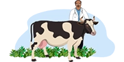 Moneyboxx veterinary doctor with a cow